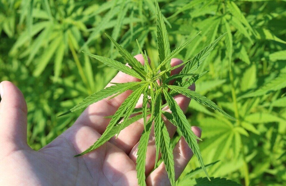 cannabis fan leaf